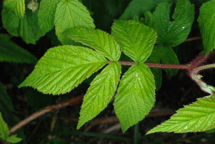 Rubus canadensis image