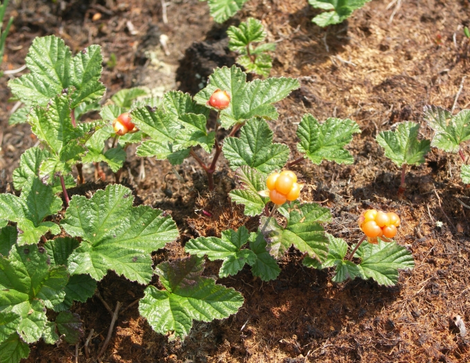 Rubus chamaemorus image