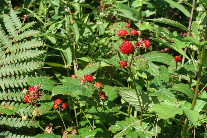 Rubus crataegifolius image