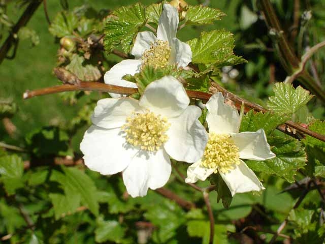Rubus deliciosus image
