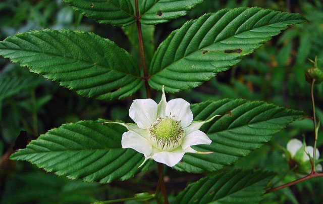 Rubus fraxinifolius image
