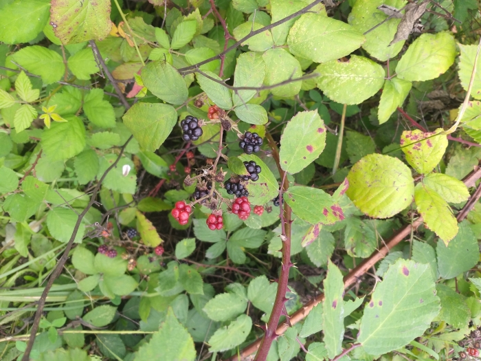 Rubus fruticosus image