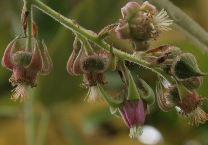 Rubus henryi image