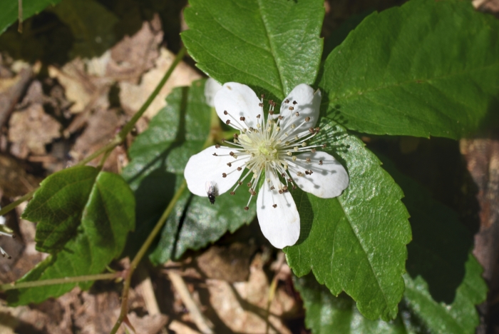 Rubus hispidus image