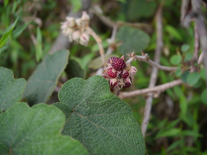 Rubus indicus image