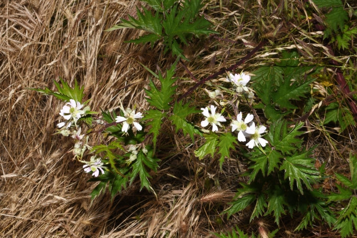 Rubus laciniatus image