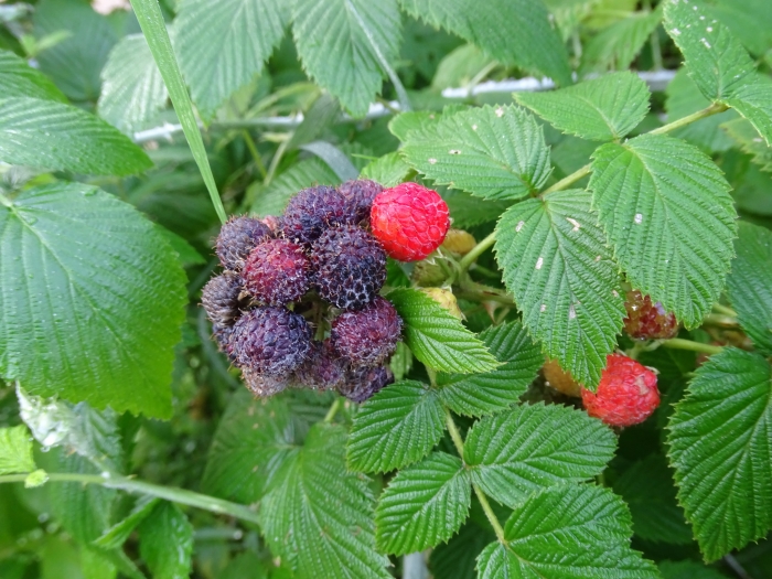 Rubus niveus image
