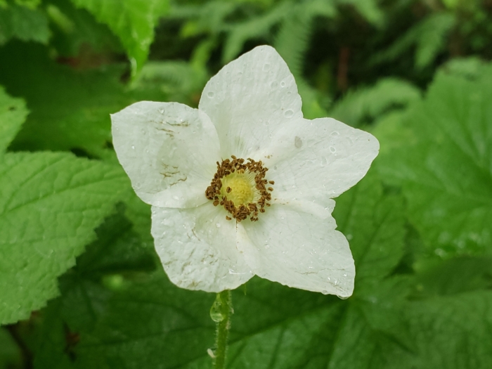 Rubus nutkanus image