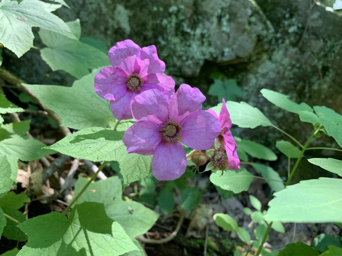 Rubus odoratus image