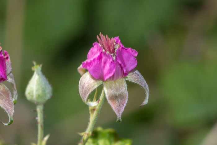 Rubus parvifolius image