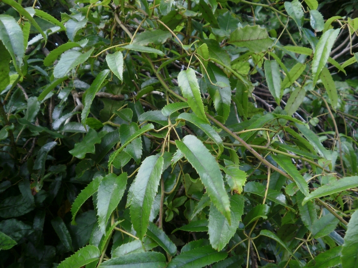 Rubus parvus image