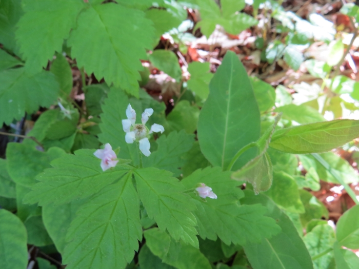 Rubus pubescens image