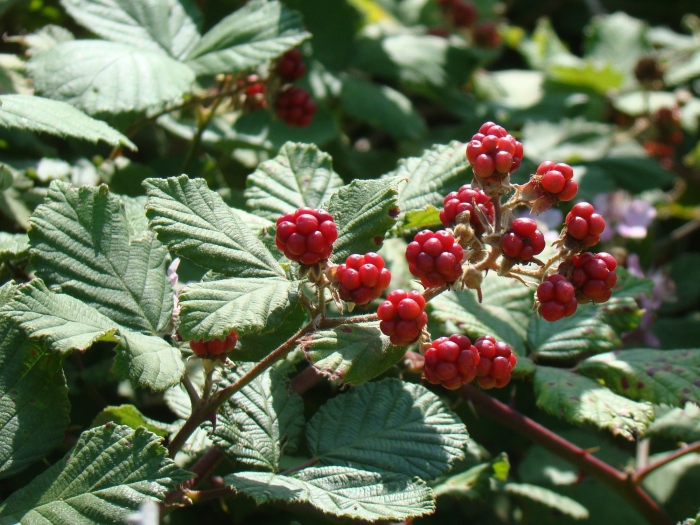 Rubus sanctus image