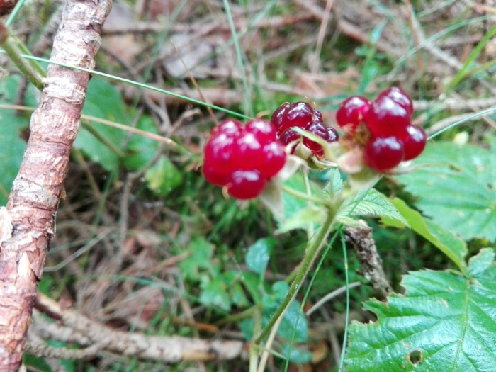 Rubus saxatilis image