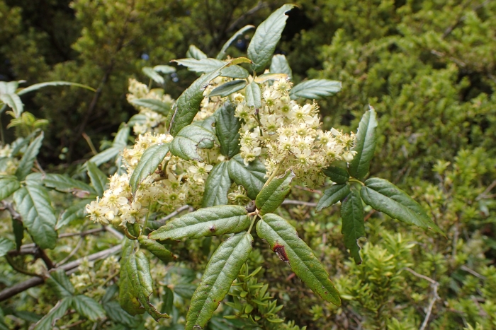 Rubus schmidelioides image