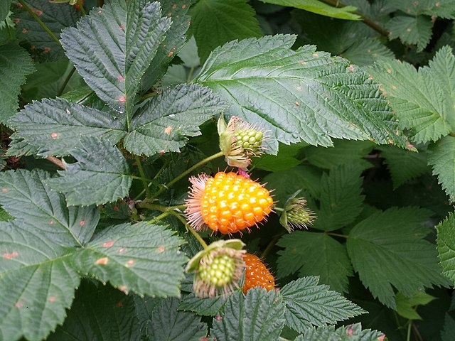 Rubus spectabilis image
