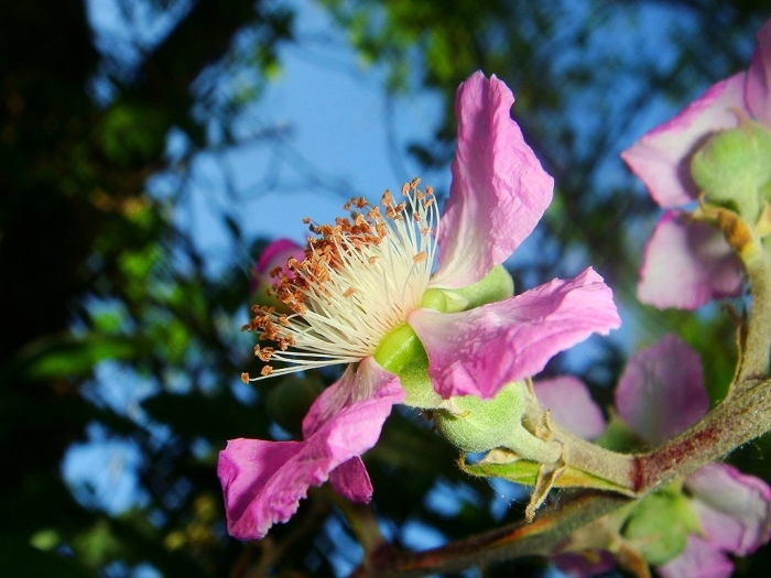 Rubus ulmifolius image