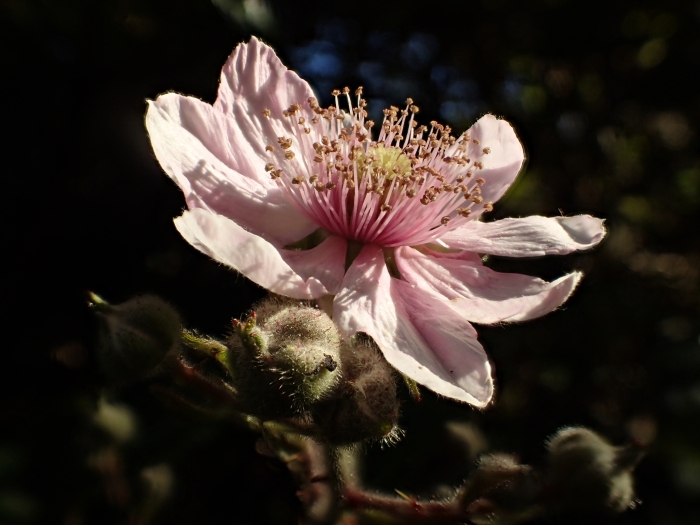Rubus vestitus image