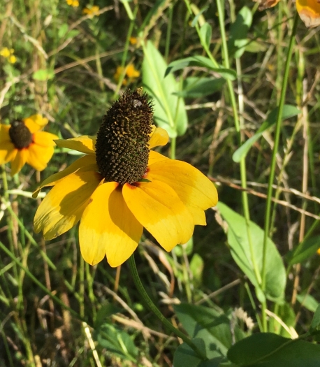 Rudbeckia amplexicaulis image
