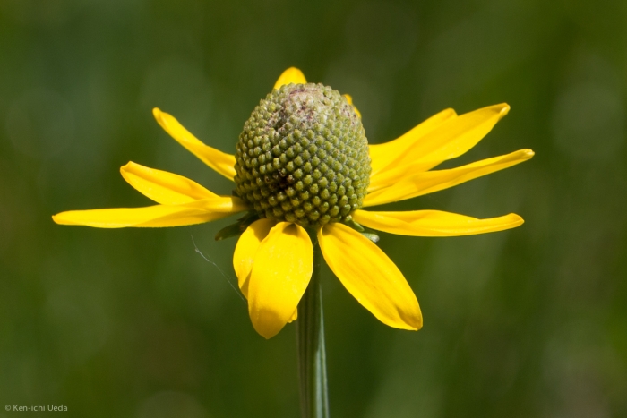Rudbeckia glaucescens image
