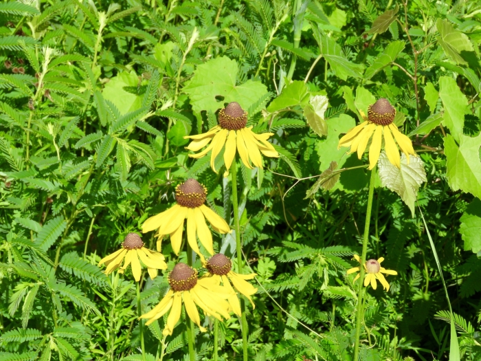 Rudbeckia grandiflora image