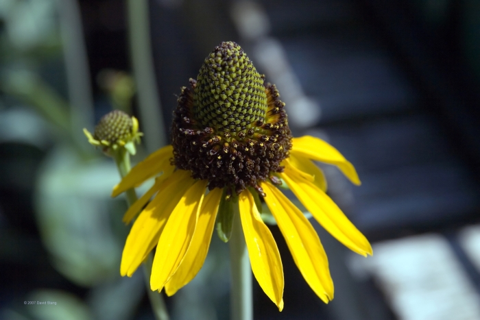 Rudbeckia maxima image