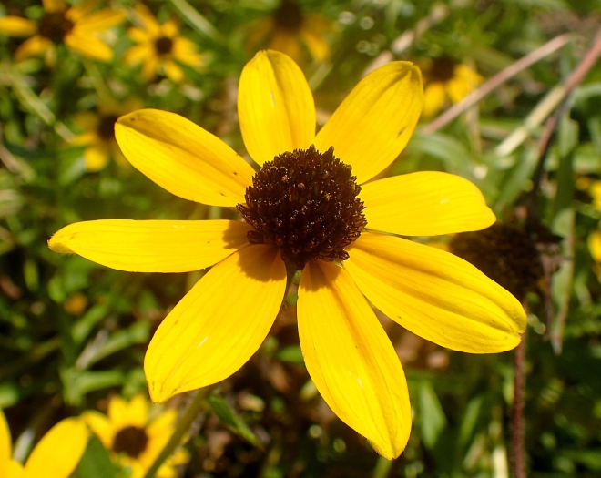 Rudbeckia missouriensis image