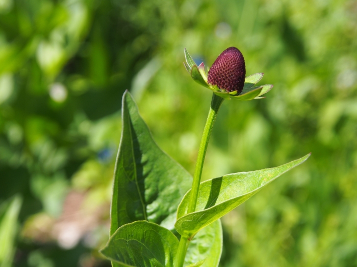 Rudbeckia occidentalis image
