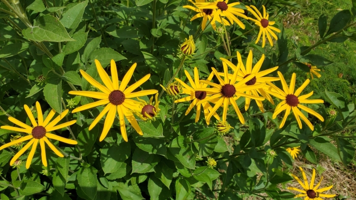 Rudbeckia subtomentosa image