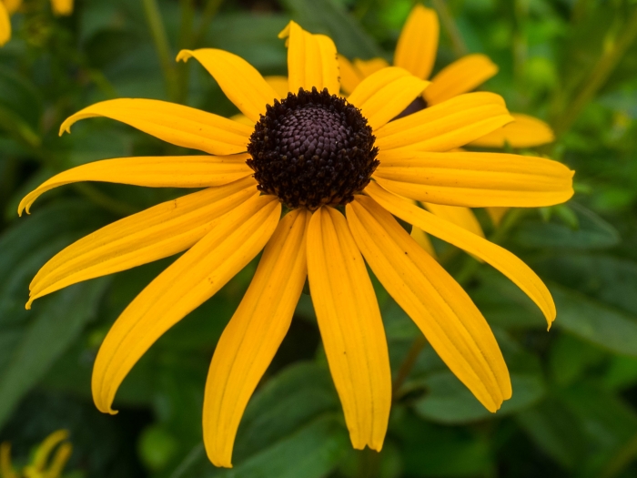 Rudbeckia sullivantii image