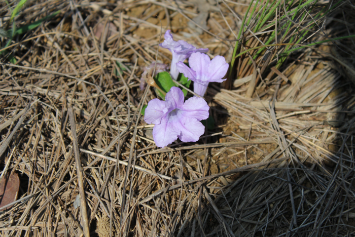 Ruellia bulbifera image
