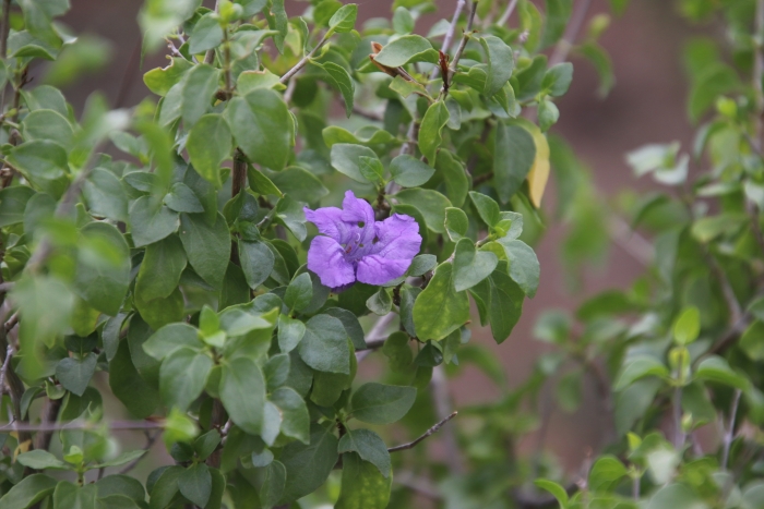 Ruellia peninsularis image