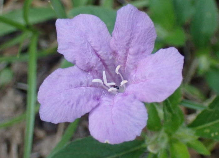 Ruellia caroliniensis image