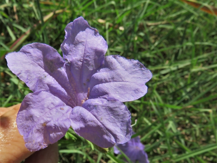 Ruellia nudiflora image