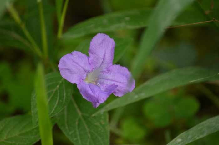 Ruellia strepens image