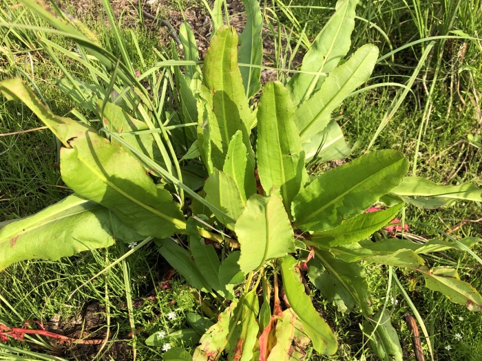 Rumex arcticus image