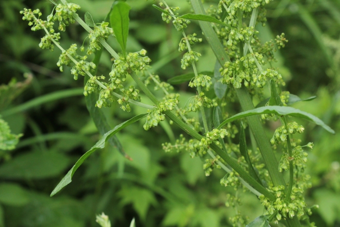 Rumex britannica image
