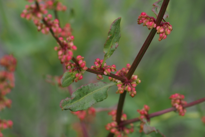 Rumex conglomeratus image