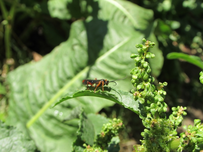 Rumex crispus image