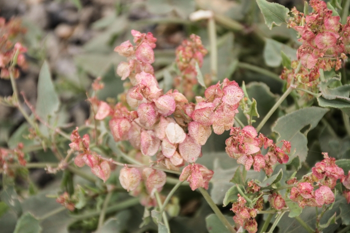 Rumex lunaria image
