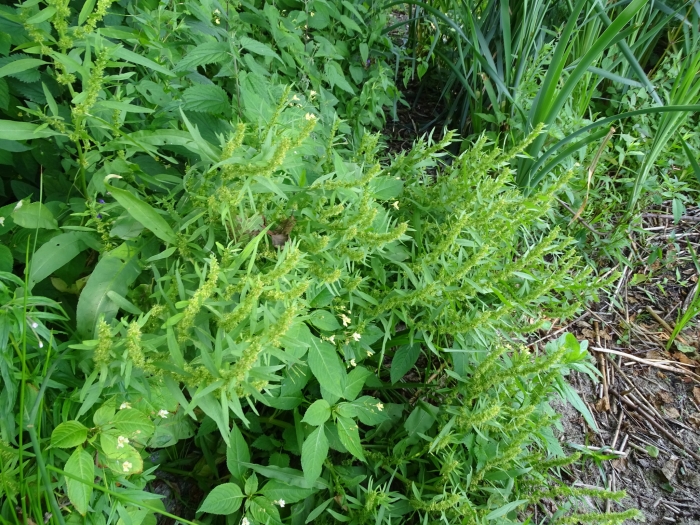 Rumex maritimus image