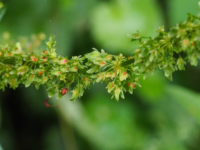 Rumex obtusifolius image
