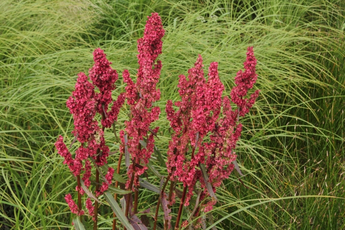 Rumex occidentalis image