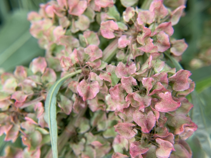 Rumex patientia image