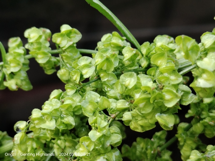 Rumex salicifolius image