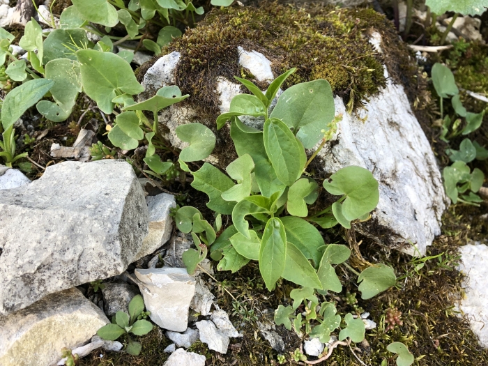 Rumex scutatus image