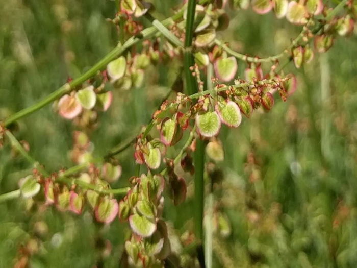 Rumex thyrsiflorus image