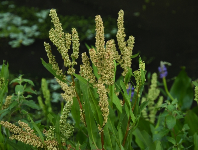 Rumex verticillatus image