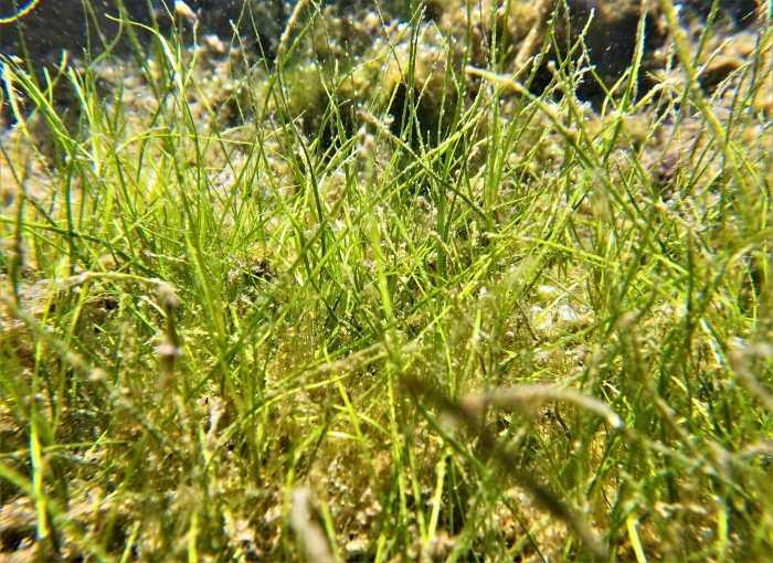 Ruppia maritima image