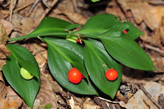 Ruscus hypoglossum image